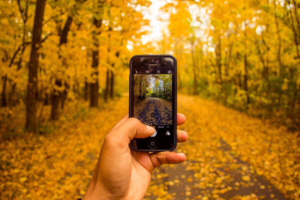 Iphone smartphone tree nature