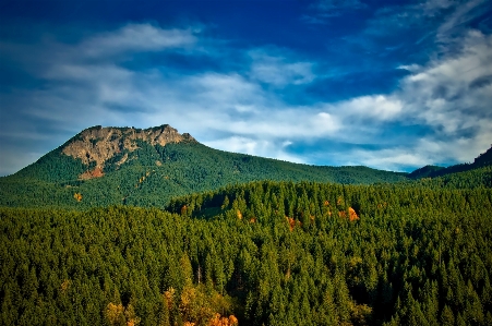 Landscape tree nature forest Photo