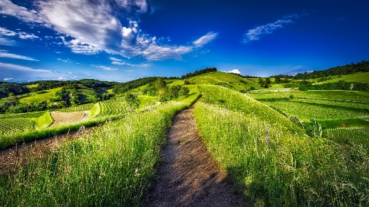 Landscape nature path grass Photo