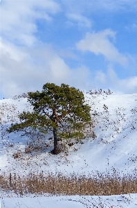 Landscape tree nature wilderness Photo