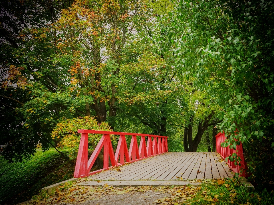 árbol naturaleza bosque madera