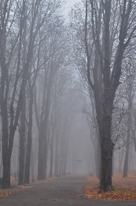 Landscape tree nature forest Photo