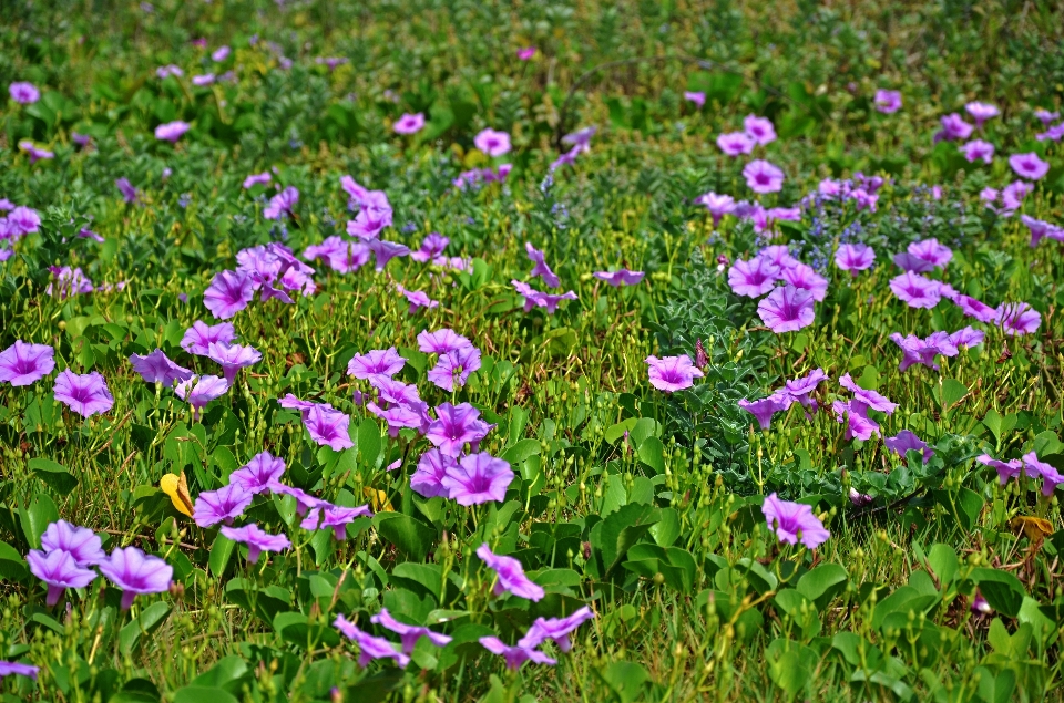 Natura fiore pianta campo