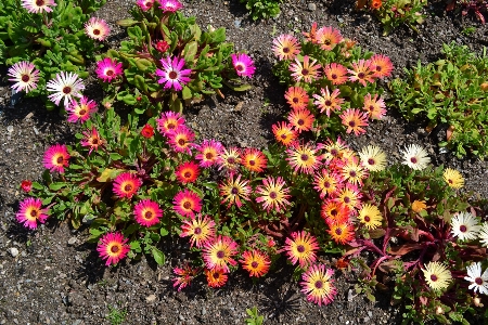 Nature blossom plant flower Photo