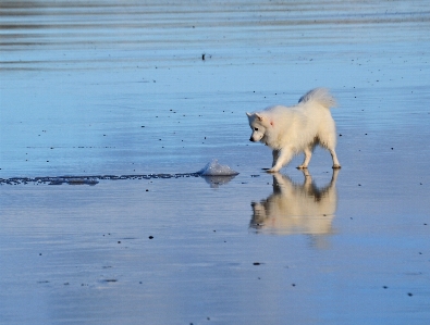 Beach sea water snow Photo