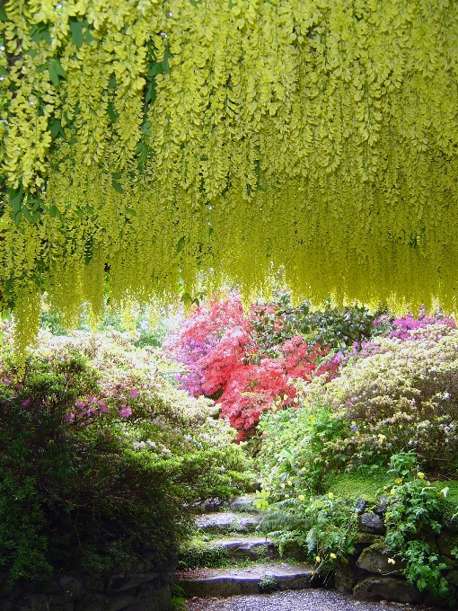 Arbre nature fleurir usine