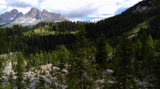 Landscape tree nature forest Photo