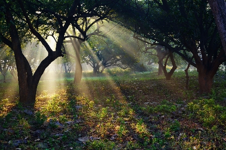 Landscape tree nature forest Photo