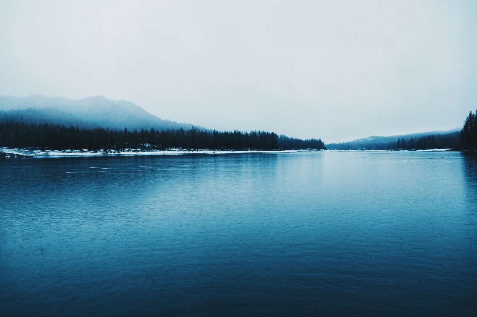 Sea water nature forest