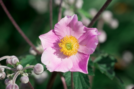 Nature blossom plant flower Photo