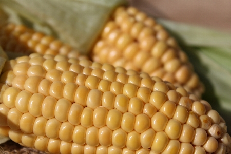 Nature dish food harvest Photo