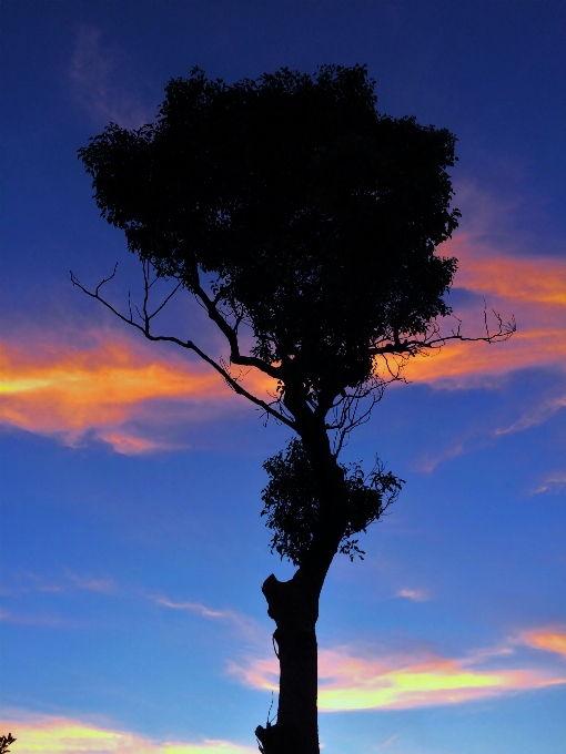 Arbre horizon bifurquer silhouette