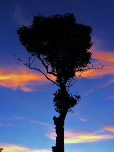 Foto Albero orizzonte ramo silhouette