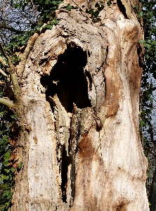 Tree nature forest rock Photo