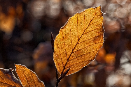 Tree nature forest branch Photo