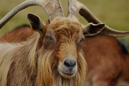 Foto Azienda agricola visualizzazione animali selvatici capra