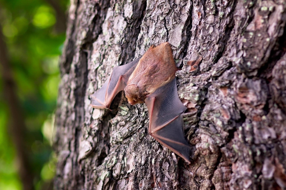 Drzewo natura las oddział