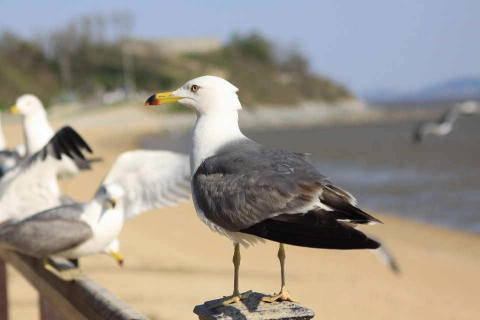 Spiaggia paesaggio mare natura