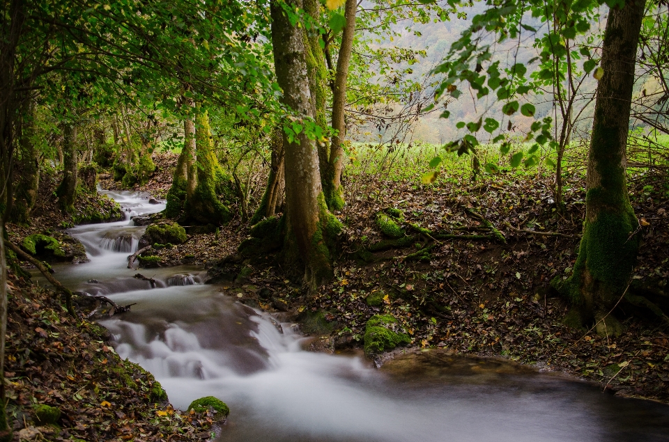 風景 木 水 自然