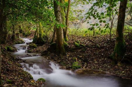 Landscape tree water nature Photo