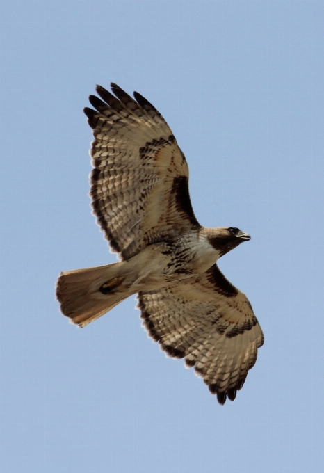 Naturaleza pájaro ala volador