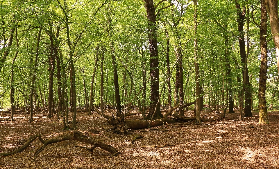 Landscape tree nature forest