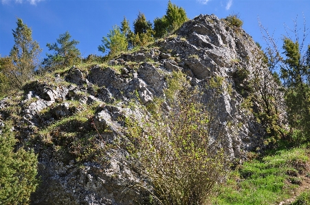 Foto Albero natura rock selvaggia
