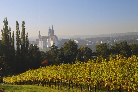 Landscape tree vineyard wine Photo