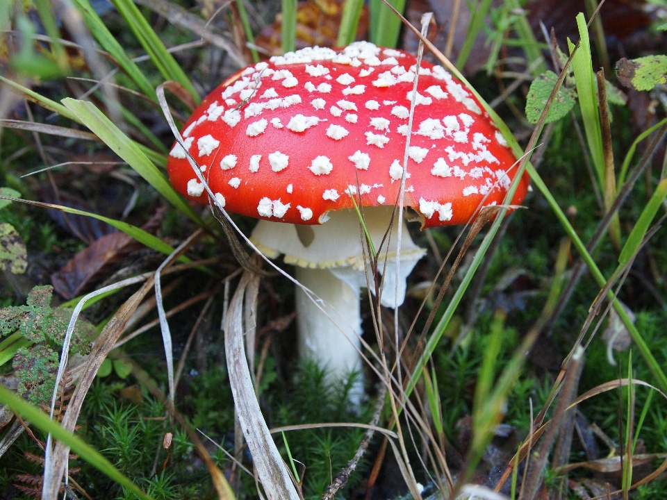 Nature forêt fleur rouge