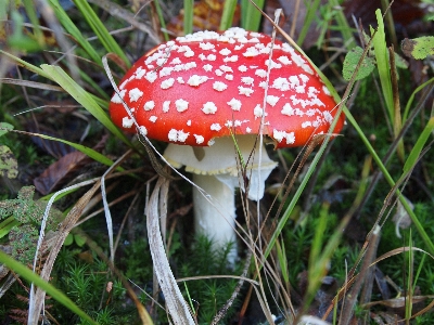 Foto Alam hutan bunga merah