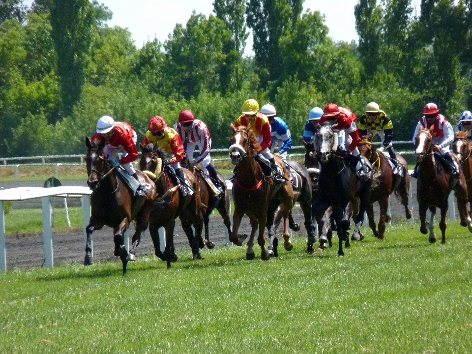 Pasture horse race sports