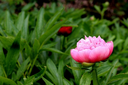 Nature grass blossom plant Photo