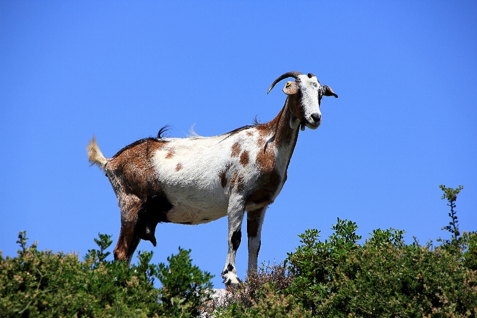 Padang rumput
 satwa margasatwa kambing