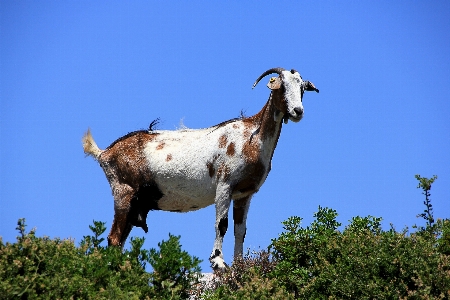 Foto Padang rumput
 satwa margasatwa kambing