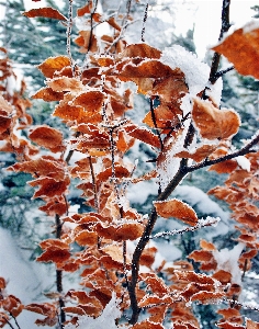 Ağaç doğa dal kar Fotoğraf