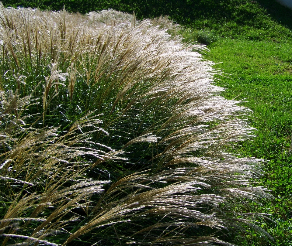 árvore grama plantar prado
