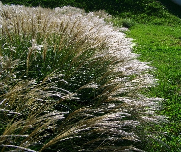 Foto Pohon rumput tanaman halaman