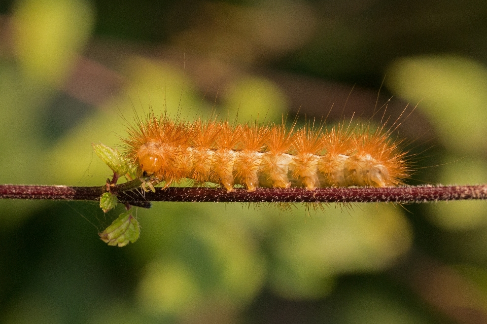 Natura capelli fotografia d'oro