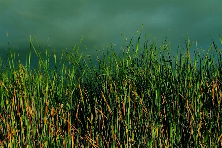 Landscape water nature grass Photo