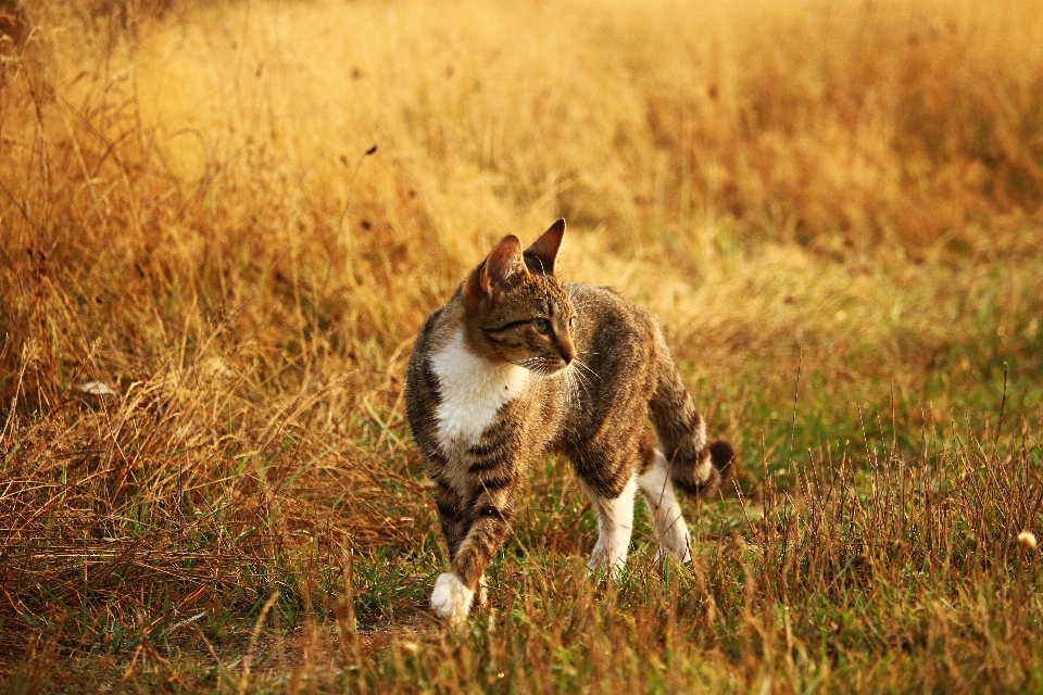 Grass prairie wildlife kitten