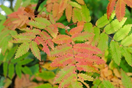 Tree nature branch plant Photo