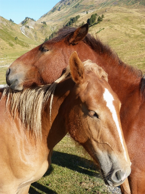 Pasture grazing horse couple