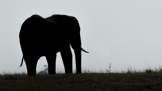 Silhouette wildlife grazing mammal Photo