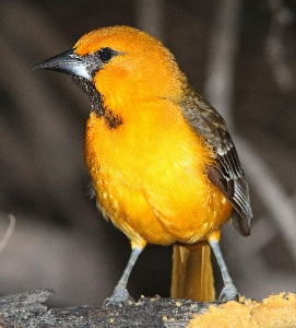 Foto Alam burung margasatwa liar