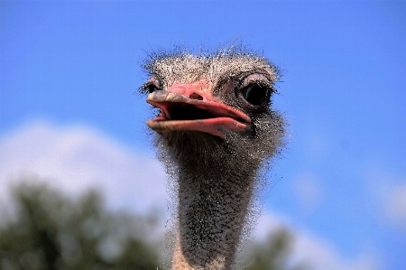 鳥 意見 野生動物 嘴 写真