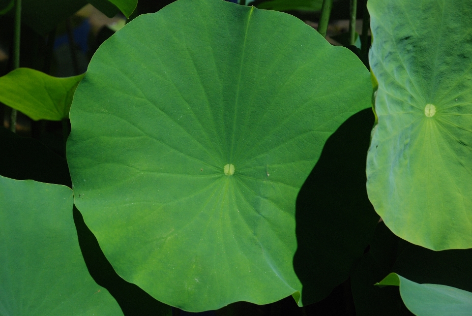 自然 植物 叶子 花