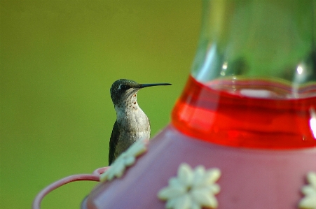 Nature bird wing flower Photo