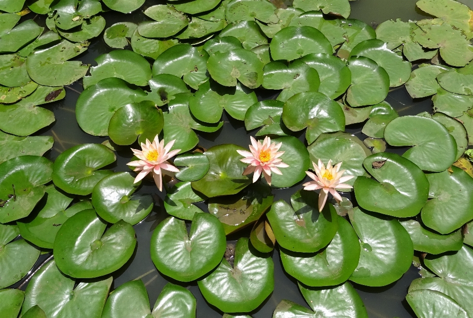 Wasser natur blüte anlage