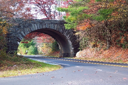 Landscape tree nature road Photo