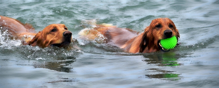 Foto Pantai air basah anjing